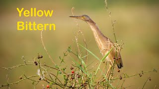 Yellow Bittern Ixobrychus sinensis call sound [upl. by Annam623]