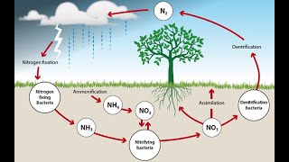 EKOSİSTEM EKOLOJİSİ  5  AZOT DÖNGÜSÜ [upl. by Llatsyrc]