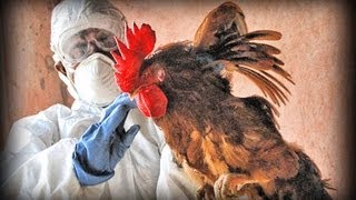 Avian Flu full documentary [upl. by Rausch]