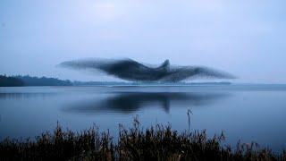 Natures Mystery Watch the Hypnotic Dance of a Starling Murmuration [upl. by Nogam441]