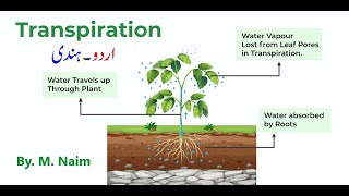 Transpiration  Opening amp closing of stomata  Biology 9th  Chapter 9 Transport [upl. by Nelloc]