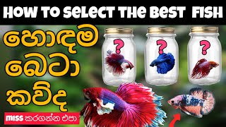 කඩේ ඉන්න හොඳම Fighter මාළුවා තෝරාගන්න ලේසිම විදිය Betta fish sinhala ✅️ [upl. by Yennep43]