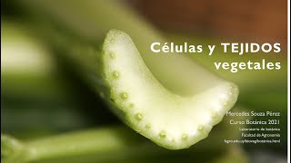 Células y tejidos Vegetales [upl. by Enellij]