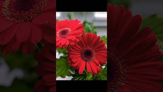 Gerbera flower different colors🌼flowers plants [upl. by Sheeree105]