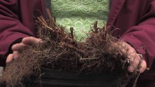 Tree amp Plant Care  How to Transplant Echinacea [upl. by Manvil]