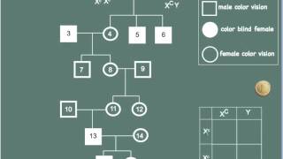 Analyzing a Family History of Colour Blindness Pedigree Charts IB Biology [upl. by Nawd584]