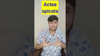 Actea Spicata Homeopathic Medicine shorts youtubeshorts [upl. by Lorianne]