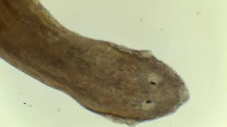 Planaria Under Microscope [upl. by Umeh]