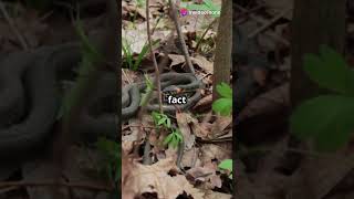 Fun Facts About King Snakes in Louisiana naturelovers facts birdconservation [upl. by Merete]