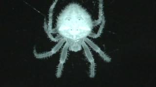 Cat Faced Orb Weaver Spider Infrared Nightshot [upl. by Neumann]