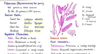 Family fabaceae  floral characters vegetative characters and economic importance  class 11 [upl. by Moriarty]