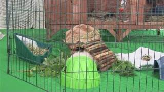 How To Set Up Your Guinea Pigs Playpen [upl. by Arlene]