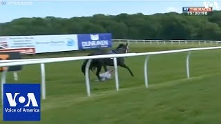 TV Reporter Gets Trampled by Horse [upl. by Remy579]