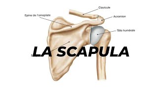 LA SCAPULA [upl. by Cathie]