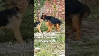 Top quality with proper angulation double coated German shepherd [upl. by Aivital]