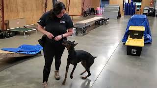 Super Doberman quotFeltonquot 10 Mos AgilityObedControl Demo Home Raised Personal Protection Dog  PDS [upl. by Arrej984]