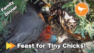 Parents Feed Tiny Baby Bird Chicks  Happy Family [upl. by Longfellow846]