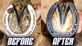 Satisfying Full Horse Hoof Restoration  4K FARRIER ASMR [upl. by Nosnev544]