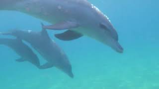 PRECIOUS BOND Bottlenose Dolphin Adopts MelonHeaded Whale Calf  Oceana [upl. by Marvel852]