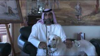 The Arabian Saluki Center [upl. by Carder]