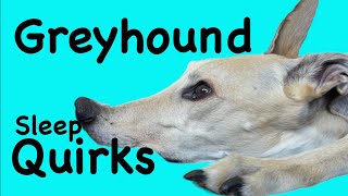 Does Your Dog Do This greyhound [upl. by Enyawud99]