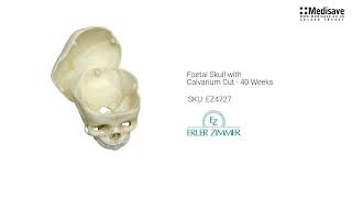 Foetal Skull with Calvarium Cut 40 Weeks EZ4727 [upl. by Harley]