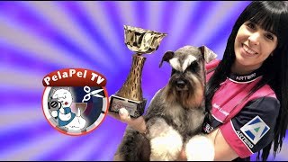 PELUQUERÍA CANINA TODO SOBRE LAS TIJERAS CON SONIA LUENGO [upl. by Zilber952]