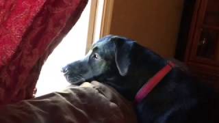 MY 1 YEAR OLD FEMALE LABRADOR BARKING 🐶 [upl. by Elfont]