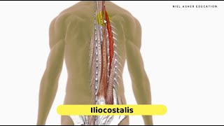 Trigger Point Anatomy Tutorial  Erector Spinae Muscles [upl. by Roshelle901]