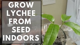 How To Grow Lychee From Seed Indoors [upl. by Hesketh]