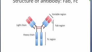 Antibody Structure Fc Fab region Epitope  Paratope Easy description [upl. by Bromleigh]