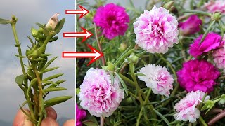 BEST Way to Grow Portulaca amp Purslane from Cuttings [upl. by Aniloj]