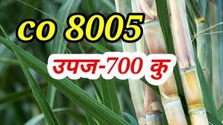 8005 sugarcane variety [upl. by Backler]