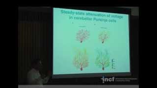 Arnd Roth  Relations between structure and function of dendrites [upl. by Yendic]