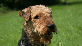 Growing Up With an Airedale Terrier Puppy [upl. by Alilad]