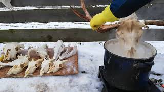 Wybielanie czaszki perhydrolem  Whitening a skull with Hydrogen peroxide Zrzuty 2021 [upl. by Fawcette]