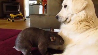 Wombat joey Yhi with guardian dog Stella at Sleepy Burrows Wombat Sanctuary [upl. by Belamy]