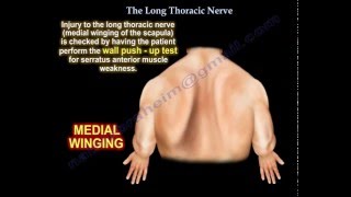 winged scapula  Long Thoracic Nerve  Everything You Need To Know  Dr Nabil Ebraheim [upl. by Etteuqal721]