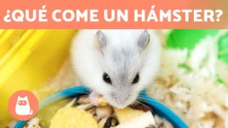 ALIMENTACIÓN del HÁMSTER 🐹🥜 ¿Qué comen los hámsters [upl. by Niuq]