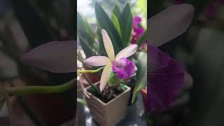 B Nodosa x C Lulu orchid orchidworld plants orchidnursery flowers orchidculture gardening [upl. by Enelear]