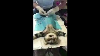 Priceless Reaction As Cat Finds Out Its Been Neutered [upl. by Bernard350]