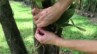 Cattleya Orchids How to Attach them on Tress [upl. by Ynahpets]