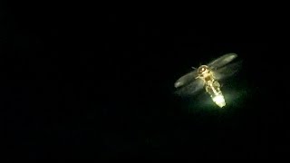 Lightning bugs flying at night and mating  Vlog [upl. by Candide]