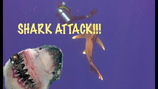 Near miss shark attack Elphinstone reef Marsa Alam Egypt 2020 [upl. by Gabriela]