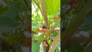 My Everbearing Mulberry mulberry [upl. by Feeley]