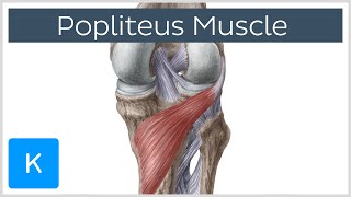 Popliteus Muscle  Origin Insertion Function amp Innervation  Human Anatomy  Kenhub [upl. by Notrub]