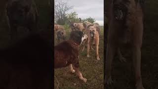 molosser kangal alabai akbaşçobanköpeği anatolianshepherddog dog [upl. by Ajin]