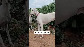 temperament of Mudhol hound dogs [upl. by Davidoff]