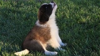 CuteFunny Baby Puppy St Bernard Sneeze Attack [upl. by Kingsly429]