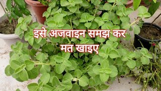 अजवाइन के पौधे का असली सच  Ajwain Plant Complete Information  Medicinal Plant For Infants [upl. by Eilagam]